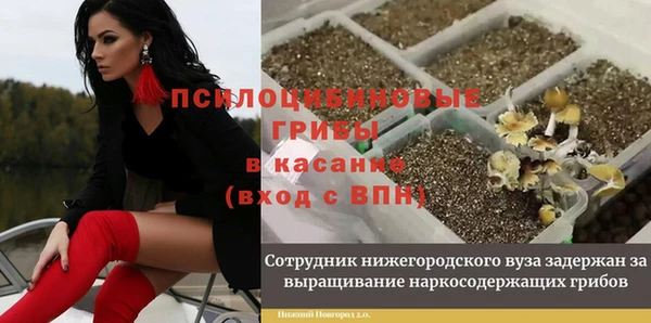 прущие грибы Белоозёрский